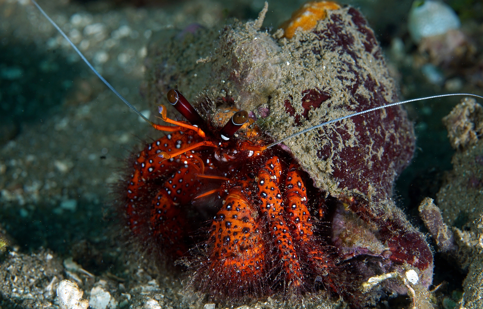 Banda Sea 2018 - DSC05567_rc - White spotted hermit crab - Bernard l ermite a points blancs - Dardanus megisto.jpg